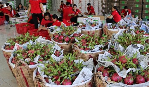 Chỉ một động thái của Trung Quốc, giá thanh long, giá sầu riêng của Việt Nam đã tăng chóng mặt