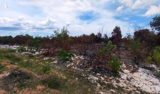 Vấn đề nóng 23/8: Hàng chục ha rừng phòng hộ ven biển ở Quảng Nam bị thiêu rụi