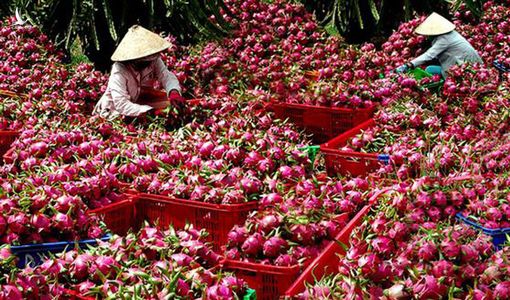 5 loại nông sản Việt được thị trường Trung Quốc ưa chuộng nhất