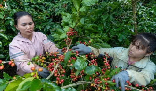 Giá cà phê robusta và cả arabica bất ngờ tăng vọt hơn 300 USD/tấn