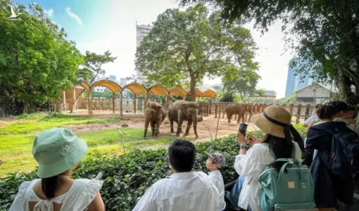 Thảo cầm viên Sài Gòn chịu tiền thuê đất mỗi năm hàng trăm tỉ đồng, nợ quá hạn gần 800 tỉ đồng