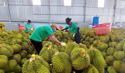 Việt Nam không cần xin ưu đãi, mà cần tạo chuẩn mực