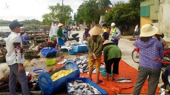 Xuất hiện hàng tấn cá chết nổi trắng sông ở Hà Tĩnh