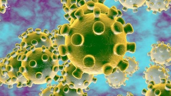 Việt Nam đã có “mồi thử” xét nghiệm nhanh virus Corona