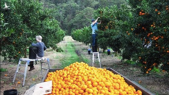 Daily Mail: Nỗi kinh hoàng của lao động nước ngoài làm việc tại nông trại Australia