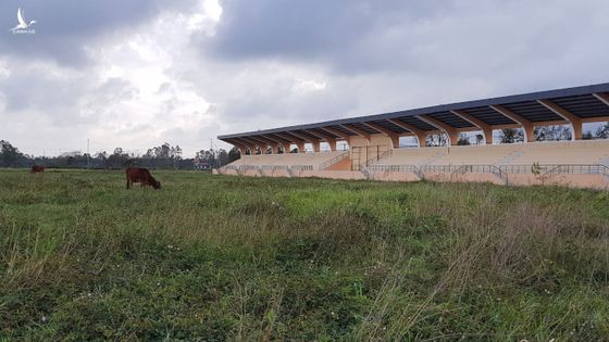 Sân vận động tiền tỷ chưa bàn giao đã trở thành nơi nuôi bò