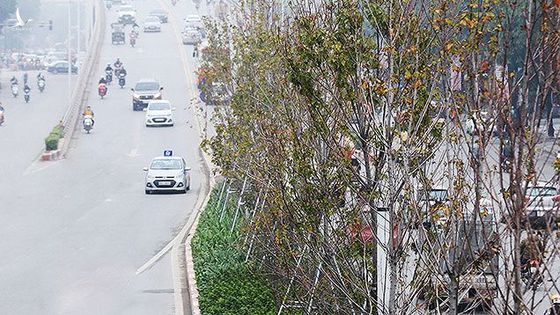 Công ty Công viên cây xanh Hà Nội: ‘Phong lá đỏ chết là chuyện bình thường’
