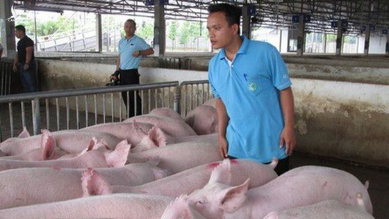 Công ty thịt lợn lãi kỷ lục 1.400 tỷ đồng