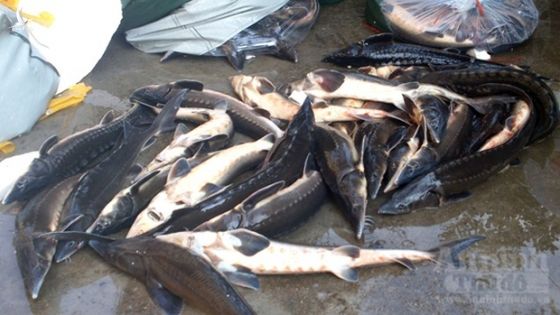 Doanh nghiệp Việt tiếp tay tẩu tán hàng chục tấn cá tầm Trung Quốc độc hại