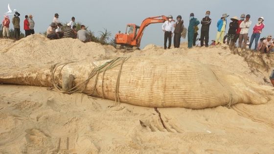 Xác cá voi 4 tấn dạt vào bờ biển Quảng Nam