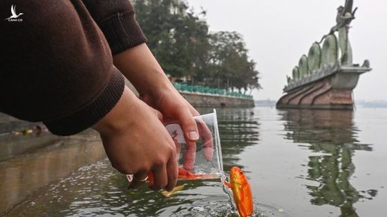 Thả cá chép cúng ông Táo bao nhiêu con là đủ?