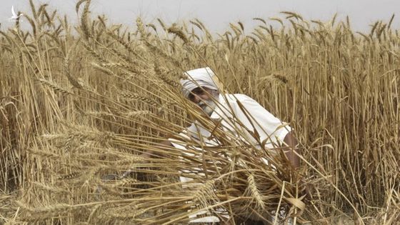 Ấn Độ bất ngờ cấm xuất khẩu lúa mì