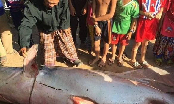 Ngư dân An Giang bắt được cá tra dầu nặng 230kg, bán 200.000 đồng/kg