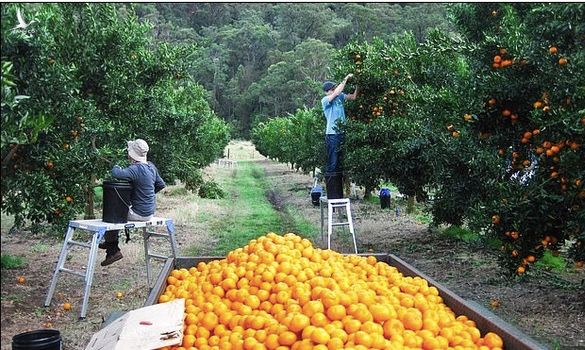 Daily Mail: Nỗi kinh hoàng của lao động nước ngoài làm việc tại nông trại Australia