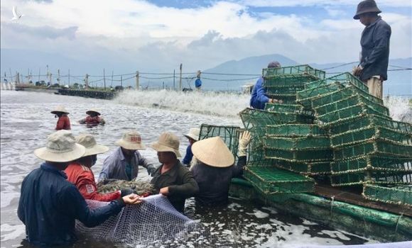 Làm giàu từ nuôi tôm trên bạt 