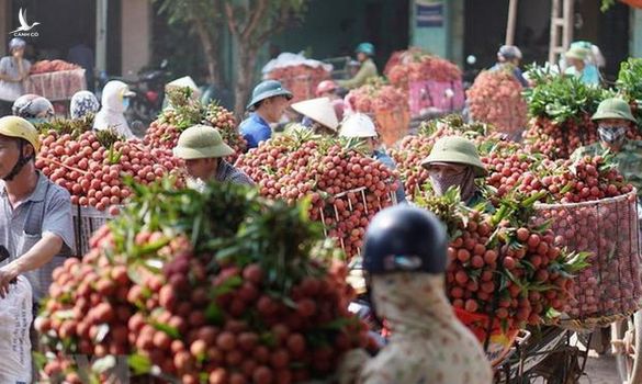 Thủ tướng đồng ý cho 190 thương nhân Trung Quốc vào thu mua vải thiều Lục Ngạn