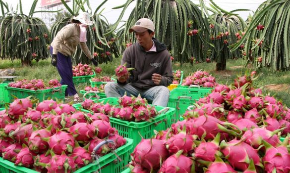 New York Times: Cái khó của nông dân Việt Nam
