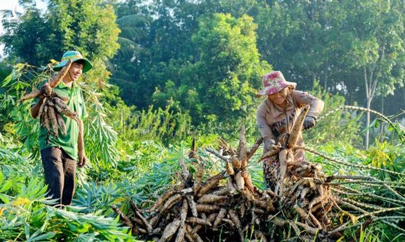 Loại củ có giá siêu rẻ tại Việt Nam đang trở thành cứu tinh cho thế giới