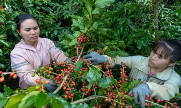 Giá cà phê robusta và cả arabica bất ngờ tăng vọt hơn 300 USD/tấn