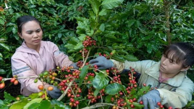 Giá cà phê robusta và cả arabica bất ngờ tăng vọt hơn 300 USD/tấn